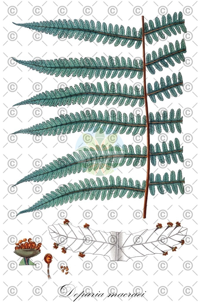 HistAbb_wfo-0000782169_2_ENZY_Simple | Historische Abbildung von Deparia macraei - | Historical Illustration of Deparia macraei - 