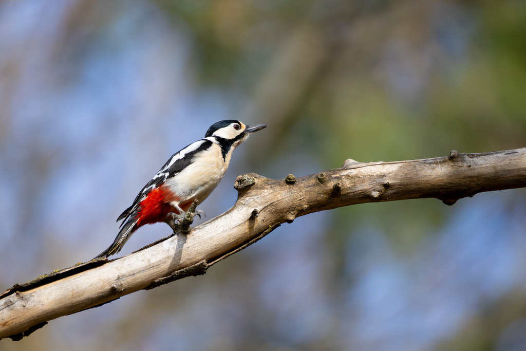 Der Buntspecht | Der Buntspecht (Dendrocopos major) gehört zu den bekanntesten und häufigsten Vogelarten Mitteleuropas und ist ein unverzichtbarer Bewohner unserer Wälder, Parks und Gärten. Er fällt nicht nur durch sein auffälliges, kontrastreiches Gefieder ins Auge, sondern vor allem durch seine charakteristischen Tätigkeiten: das laute Hämmern gegen Baumstämme, das sogenannte Trommeln, und die damit verbundene Suche nach Nahrung und das Anlegen von Bruthöhlen. Als „Baumdoktor“ spielt er eine wichtige ökologische Rolle bei der Kontrolle von Schadinsekten in Holzbeständen. - Realisiert mit Pictrs.com