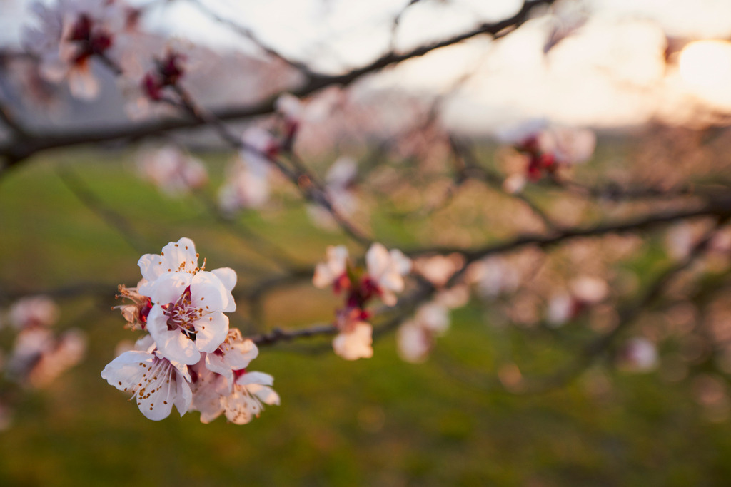 Marillenbluete in der Wachau | Oberloiben, Austria - April 11, 2015: Marillenbluete in der Wachau. - Realisiert mit Pictrs.com