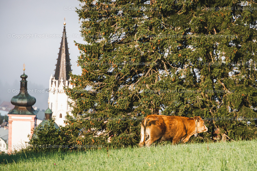 Basilika Mariazell Herbstnebel Stehralm-28557 | Fotos und Fotoprodukte - Realisiert mit Pictrs.com