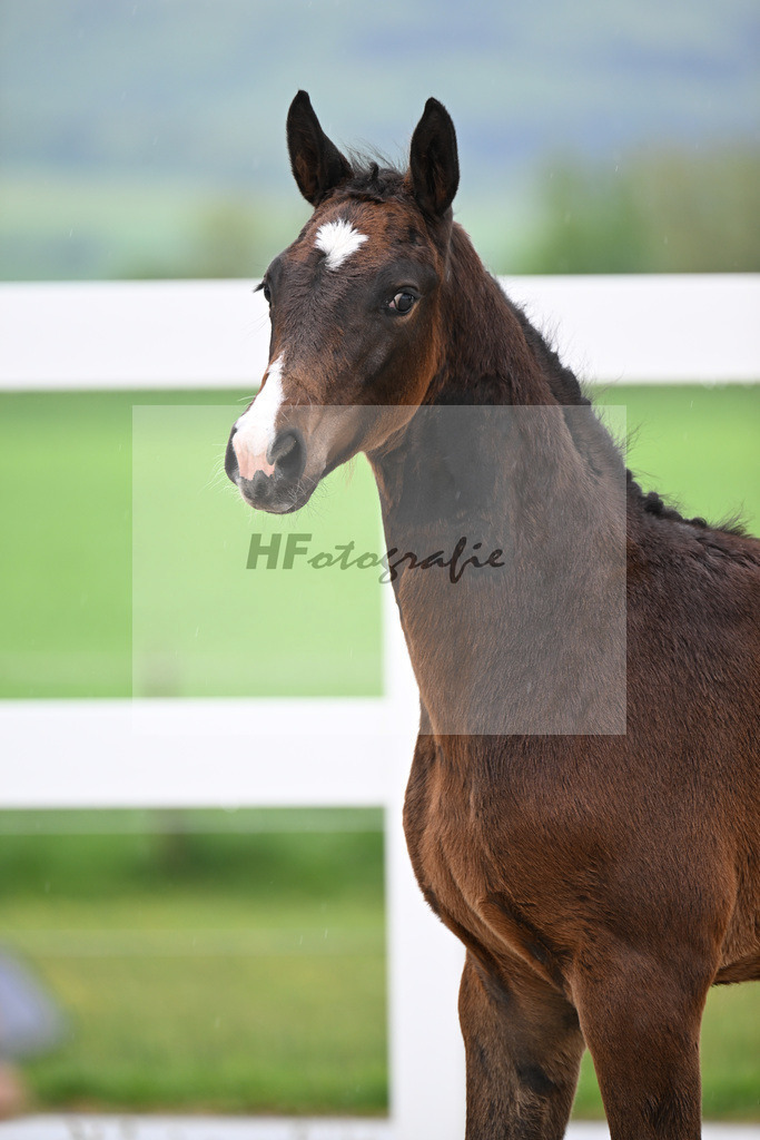 Kat-Nr. 45 SF Chaccothage Blue PS x Concetto_Lang-Wengert_23261549 | hf-fotografie - Realisiert mit Pictrs.com
