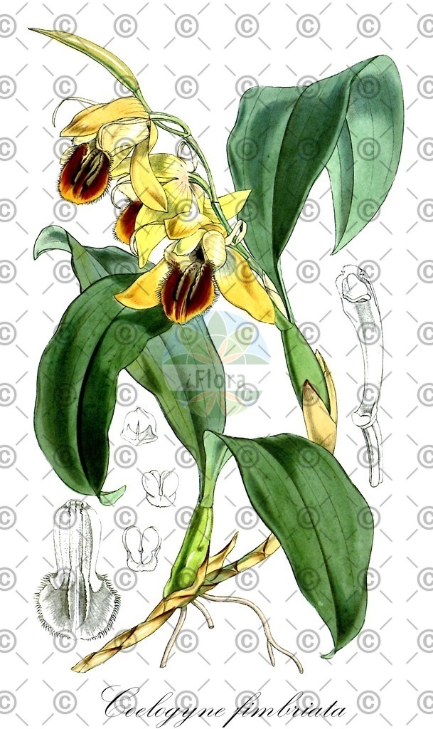 HistAbb_wfo-0000909794_1_ENZY_Simple | Historische Abbildung von Coelogyne fimbriata - Orchidaceae | Historical Illustration of Coelogyne fimbriata - Orchidaceae