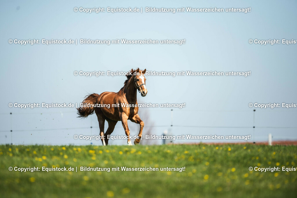 20210426_Pferd-auf-Koppel_0008 | equistock