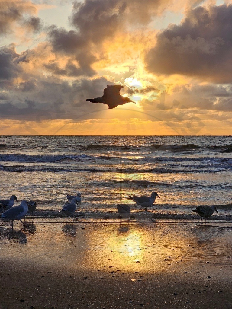 Nordsee Momente pur Nordseeküste Naturaufnahmen  | Nordsee in all ihrer Natürlichkeit  - Realisiert mit Pictrs.com