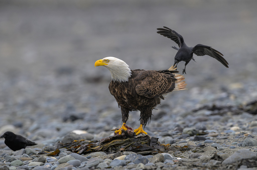 Alaska | Anchor Pont. Weißkopfseeadler am Strand. - Realisiert mit Pictrs.com