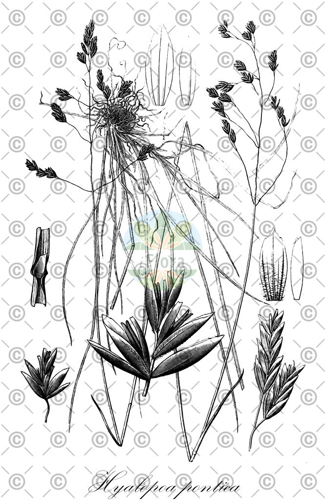 HistAbb_wfo-0000030821_1_ENZY_Simple | Historische Abbildung von Hyalopoa pontica - Poaceae | Historical Illustration of Hyalopoa pontica - Poaceae