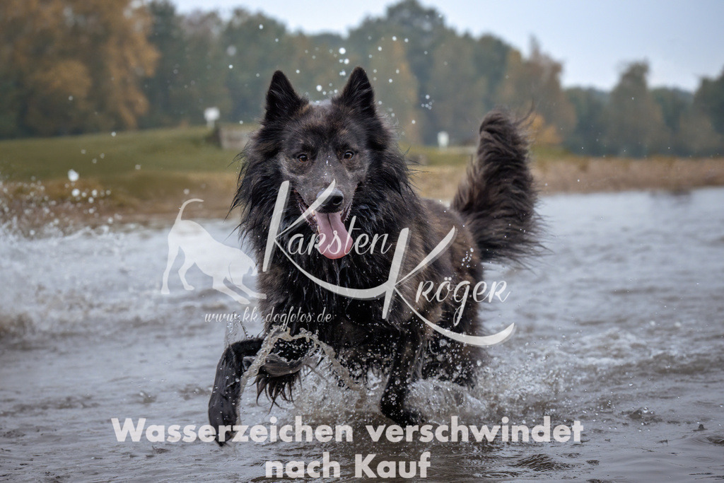 0906_ZZ94256-Bearbeitet | kk-dogfotos