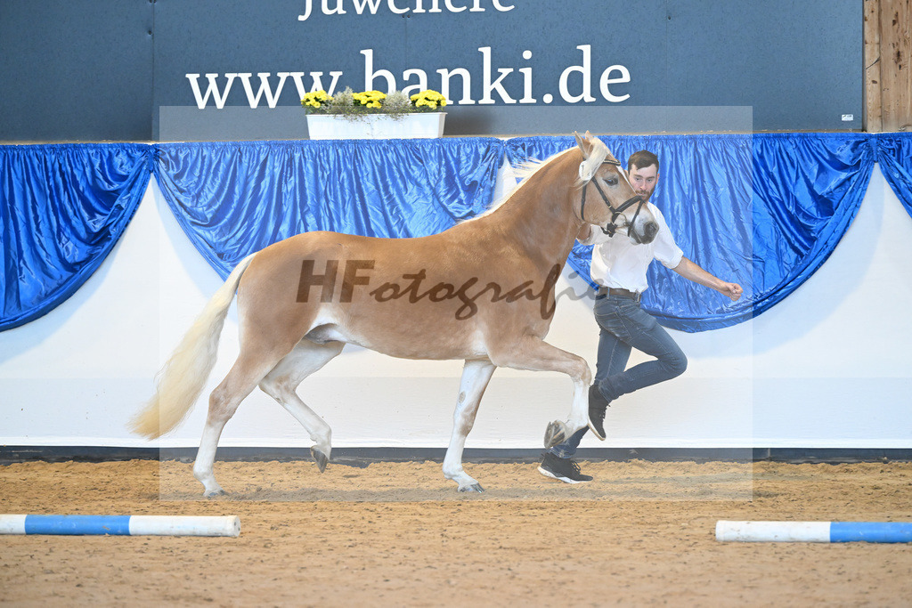 Kat-Nr. 14 Ariat v. Adonis_Dittrich_60220708 | hf-fotografie - Realisiert mit Pictrs.com
