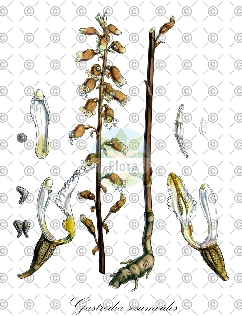 HistAbb_wfo-0000694977_1_ENZY_Simple | Historische Abbildung von Gastrodia sesamoides - Orchidaceae | Historical Illustration of Gastrodia sesamoides - Orchidaceae