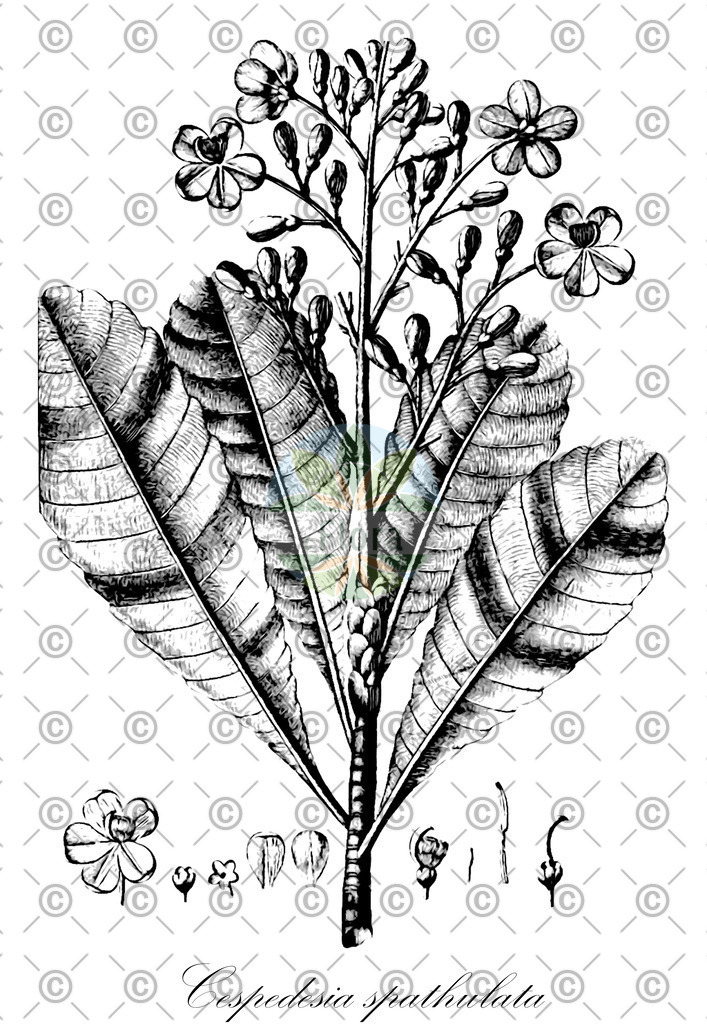HistAbb_EMP_9000235_1_SIMPLE | Historische Abbildung von Cespedesia spathulata - Ochnaceae | Historical Illustration of Cespedesia spathulata - Ochnaceae