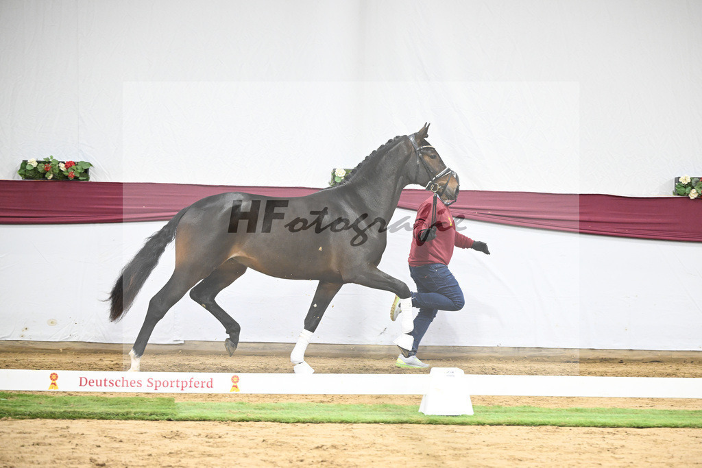 Kat-Nr. 67 Extra Gold x Showmaker_Matthias Schlamminger GmbH_47252530 | hf-fotografie - Realisiert mit Pictrs.com