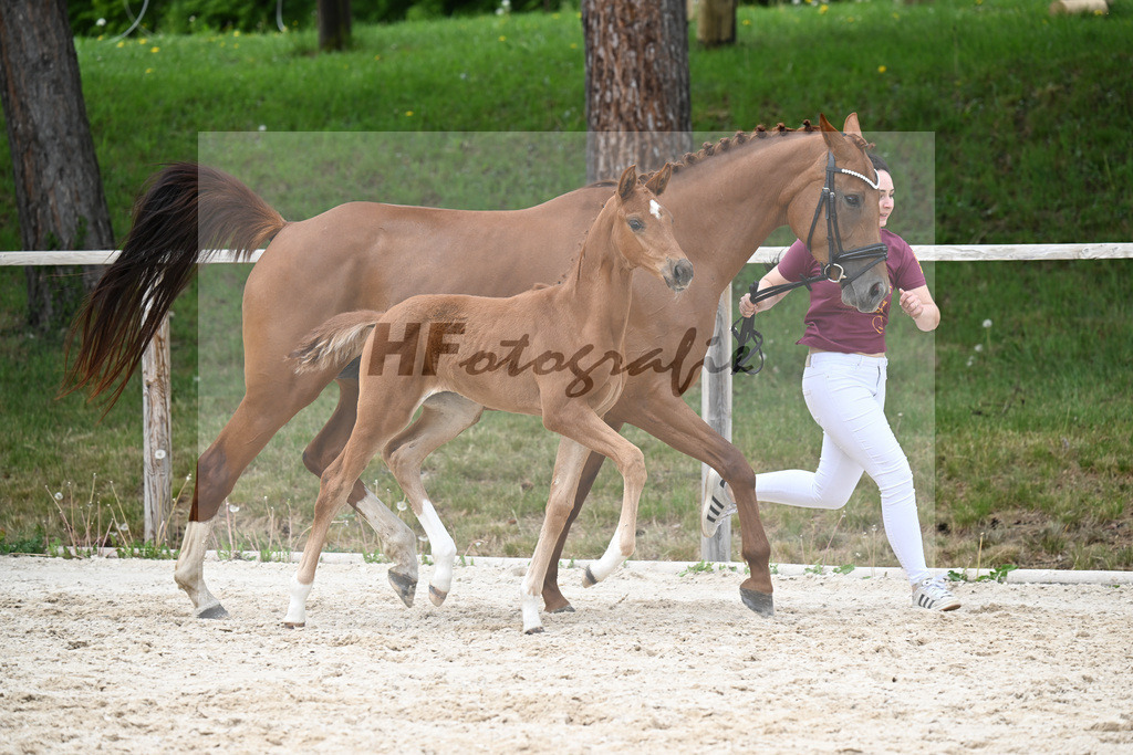 Kat-Nr. 18 SF Feliciano x Va Bene_Schuster_24260855 | hf-fotografie - Realisiert mit Pictrs.com