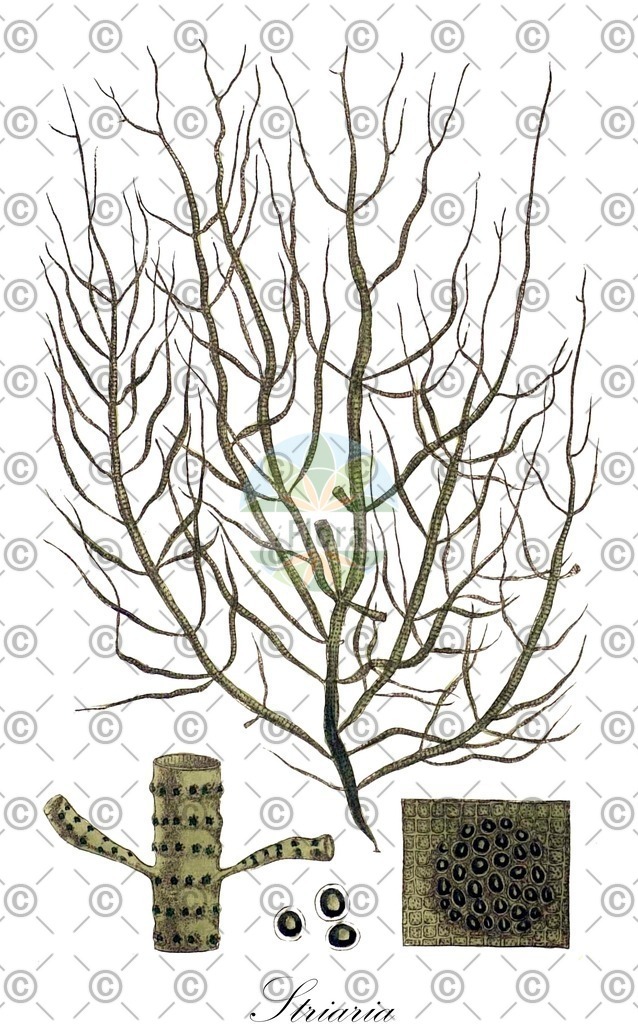 HistAbb_wfo-0000496020_1_ENZY_Simple | Historische Abbildung von Striaria - Chordariaceae (0) | Historical Illustration of Striaria - Chordariaceae (0)