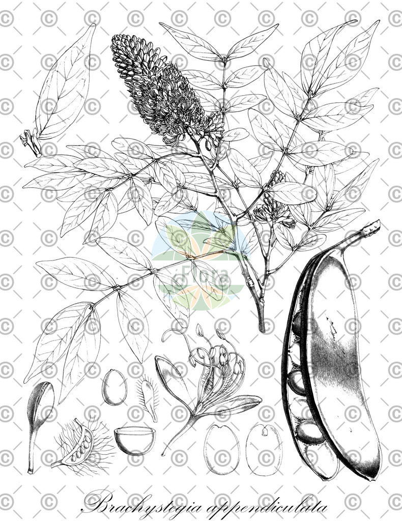HistAbb_wfo-0000384474_1_ENZY_Simple | Historische Abbildung von Brachystegia appendiculata - Fabaceae | Historical Illustration of Brachystegia appendiculata - Fabaceae