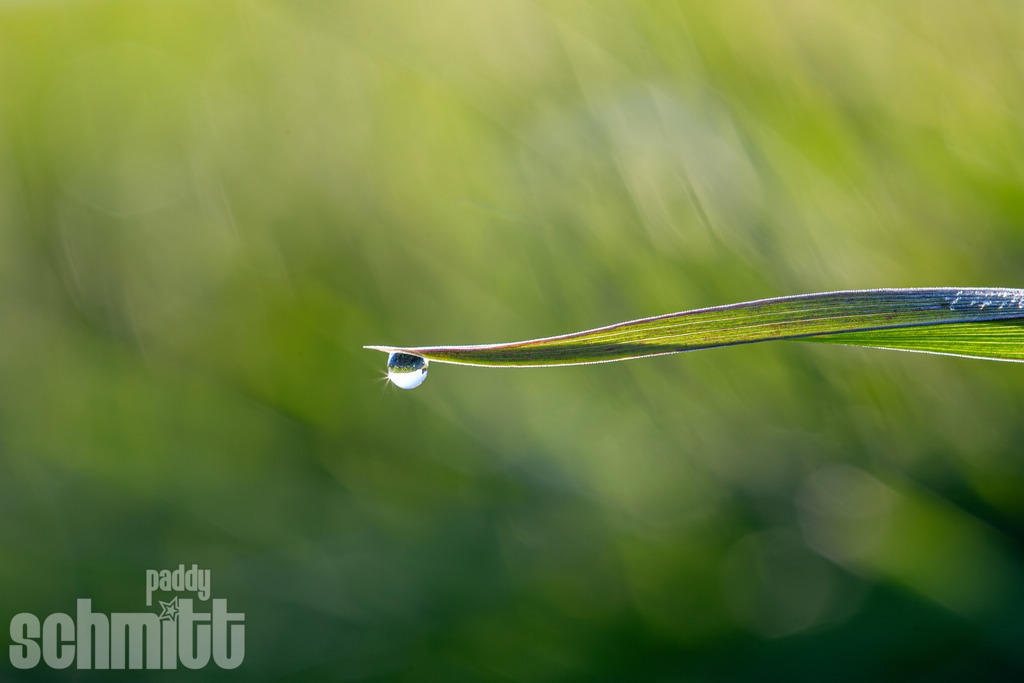 PS-Natur-2026-54 | Entdecke die größte Bildgalerie der Region mit Fotografien aus dem Allgäu, der Bodenseeregion, Oberschwaben, dem Donautal und der Schwäbischen Alb. Landschaften, Luftaufnahmen und Reisefotografie als Wandbild und Fotokunst. - Realisiert mit Pictrs.com