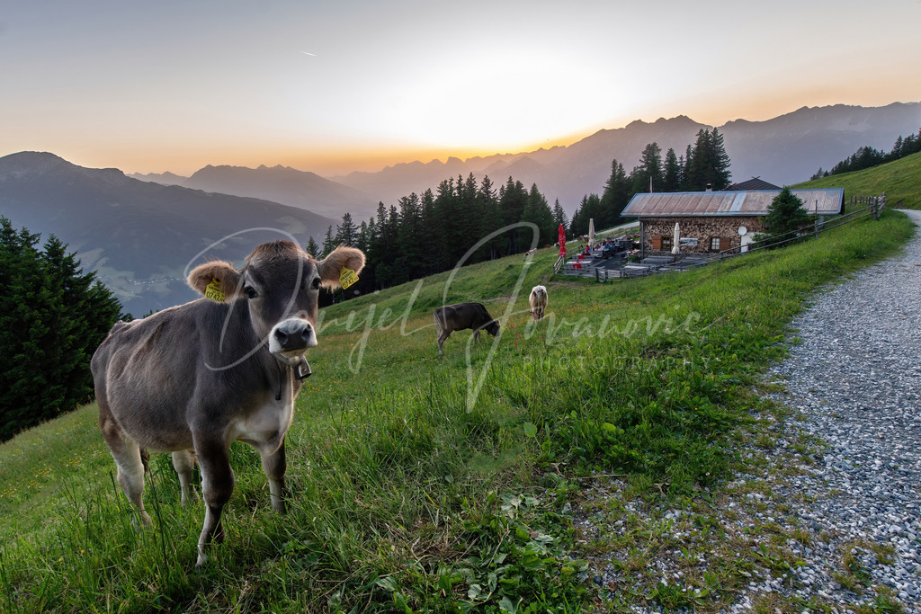 Patscher Alm | Sommer und Abendstimmung auf der Patscher Alm