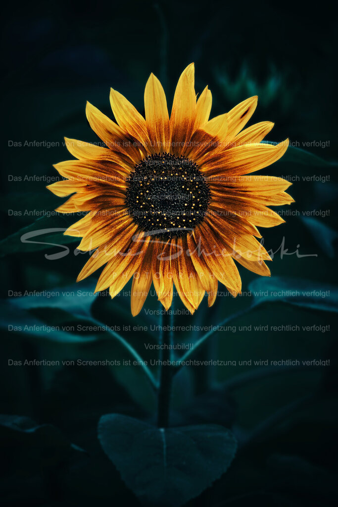 Wandbild "Sonnenblume" | People- und Tierfotografie, Imageaufnahmen, Veranstaltungsfotografie und Wandbilder aus der Natur ★ Made in Germany ✔️ Druck + Downloads ✔️ Naturfotografie in Top Qualität ★ schneller Versand, weltweite Lieferung! - Realisiert mit Pictrs.com