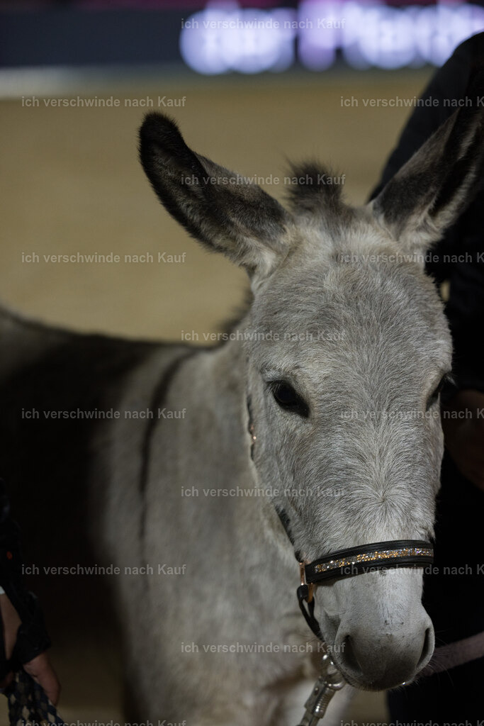 Gala-725 | working equitationturnier fotograf videograf stoibphotography marixx film working equitation deutschland reitsport turnierfotografie eventfotografie equestrian events