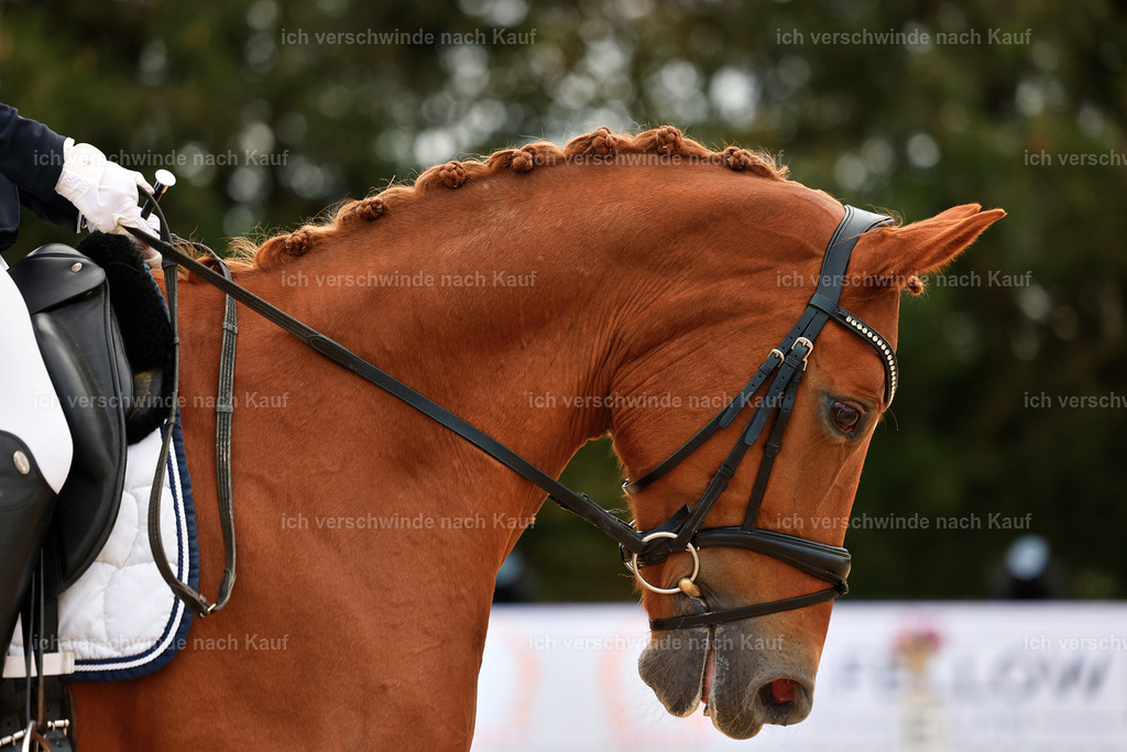 02-095-DRESSUR L_  -StoibPH-4705 | working equitationturnier fotograf videograf stoibphotography marixx film working equitation deutschland reitsport turnierfotografie eventfotografie equestrian events