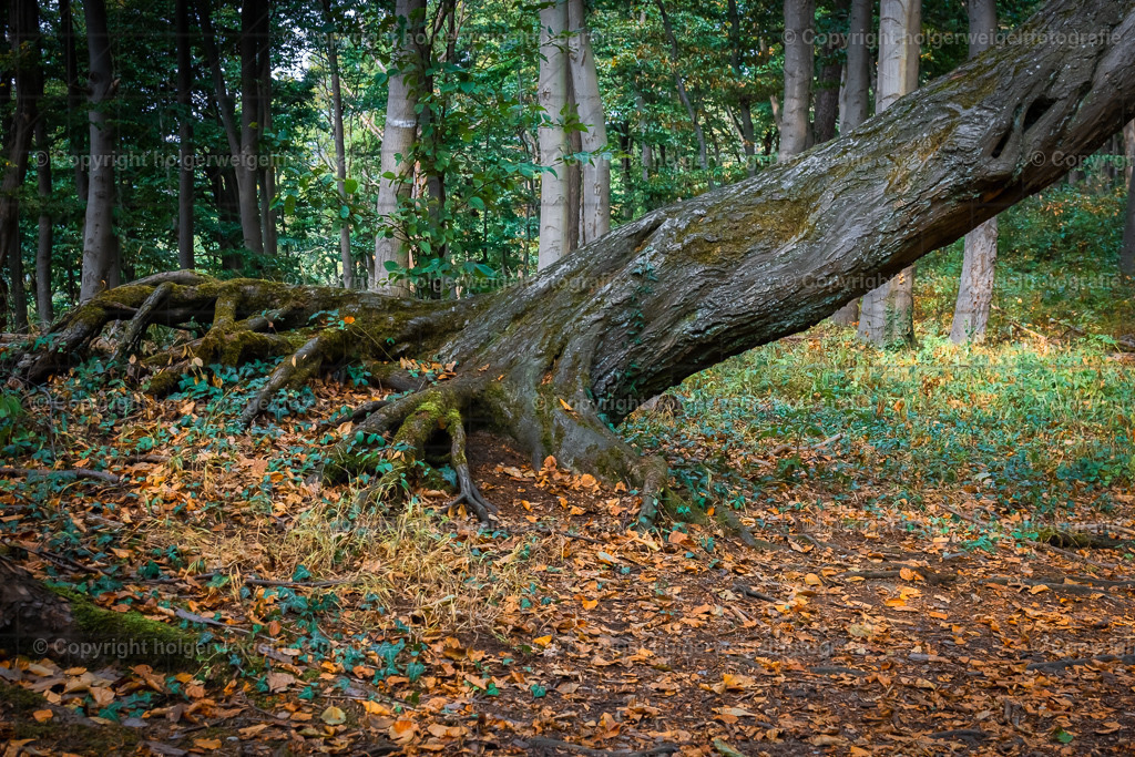 Forest | Kaufen sie online außergewöhnliche Fotografien auf Leinwand Acrylglas Fotoprint Aludibond von holgerweigeltfotografie - Realisiert mit Pictrs.com
