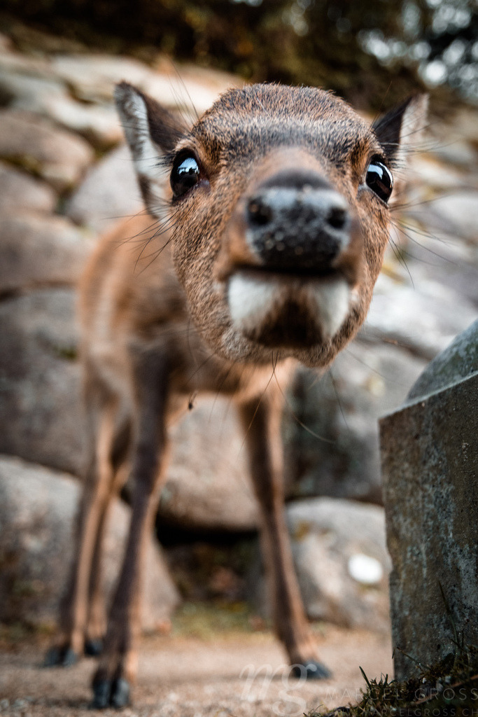 curious baby deer  | curious baby deer on Miyajima Island - Realisiert mit Pictrs.com