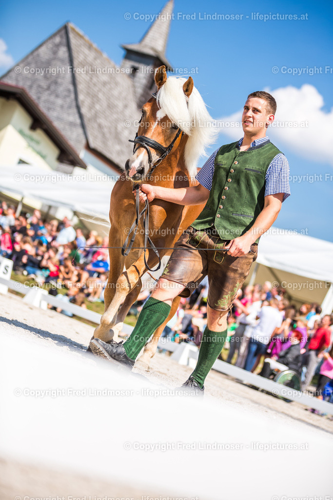 Haflingermarkt Joachimsberg 2015-9150 | Fotos und Fotoprodukte - Realisiert mit Pictrs.com