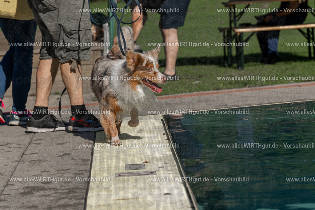 Hundeschwimmen_Volksbad_2026-allesWIRTHgut_Tierfotografie-2609061024-FAY05880 | Professionelle Tierfotografie in Mönchengladbach von Daniel Wirth (allesWIRTHgut). Liebevolle & natürliche Bilder von Hunden & Katzen für unvergessliche Erinnerungen.
