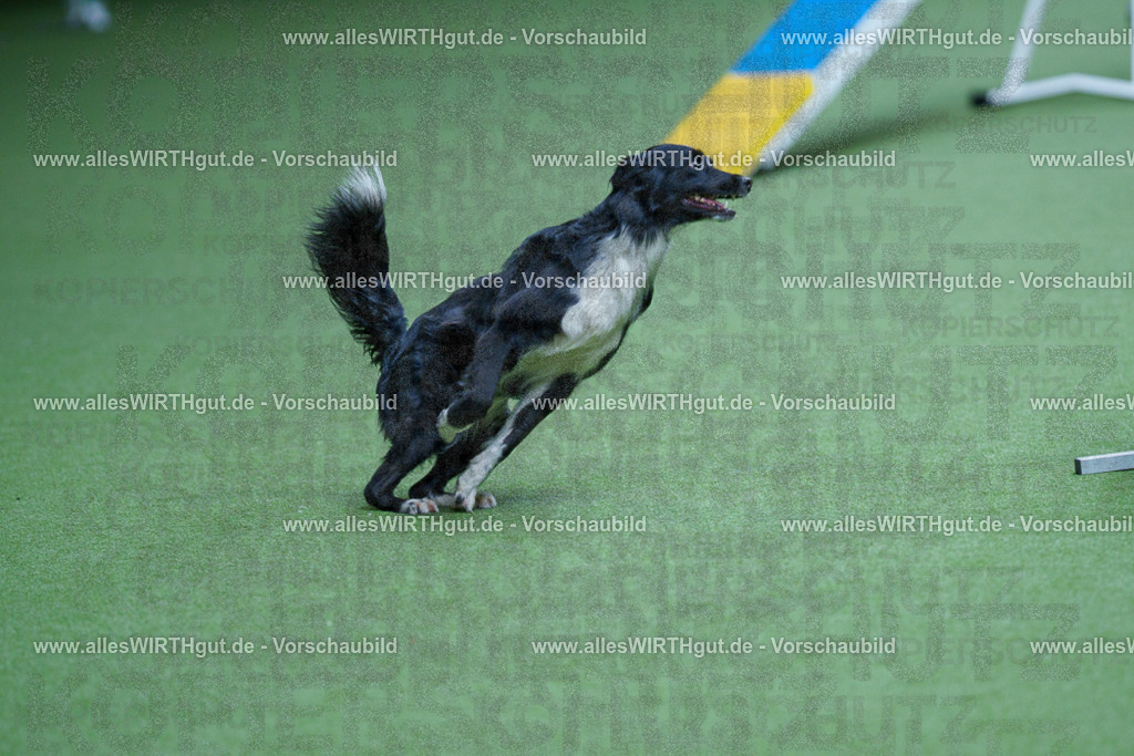 @allesWIRTHgut_Tierfotografie - www.allesWIRTHgut.de - 2604261132-7R509678 | Professionelle Tierfotografie in Mönchengladbach von Daniel Wirth (allesWIRTHgut). Liebevolle & natürliche Bilder von Hunden & Katzen für unvergessliche Erinnerungen.