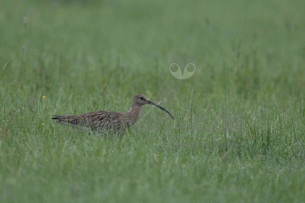 20170514070012 | Der Große Brachvogel, auch nur Brachvogel genannt, ist eine Vogelart aus der Familie der Schnepfenvögel. Es werden zwei Unterarten unterschieden. Die Nominatform ist in Mitteleuropa ein zunehmend seltener Brut- und Sommervogel. - Realisiert mit Pictrs.com