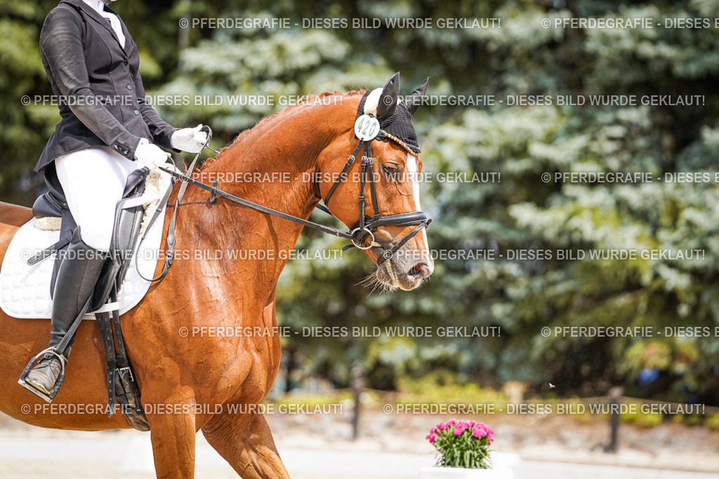 DSC03412 | Pferdegrafie