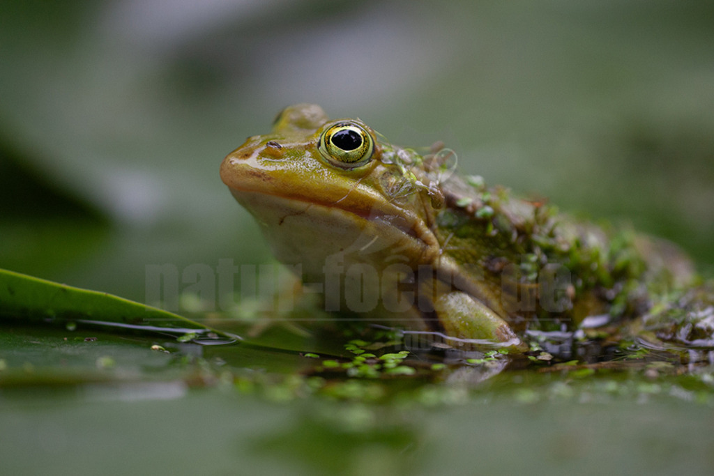 20080529185615 | Der Teichfrosch, ungenauer auch Wasserfrosch genannt, gehört innerhalb der Ordnung der Froschlurche zur Familie der Echten Frösche. - Realisiert mit Pictrs.com