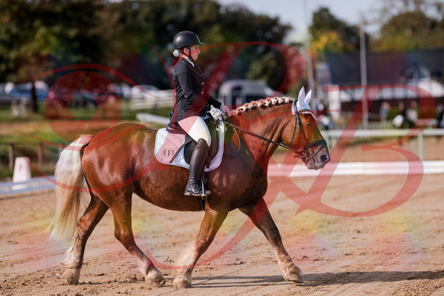 2026_10_03_Siefer-Hof_114106_Z81_83950537 | Professionelle Reitsport-, Turnier- und Eventfotografie von Robert Broda. Galerien mit ausgewählten und bearbeiteten Bildern direkt online ansehen und bestellen.