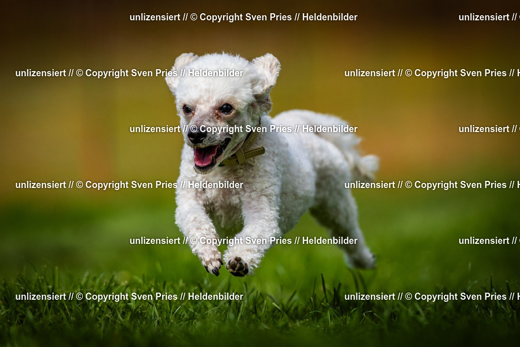 Sven Pries | 2025-04-13 - Hunderennen Baden-Baden - Realisiert mit Pictrs.com