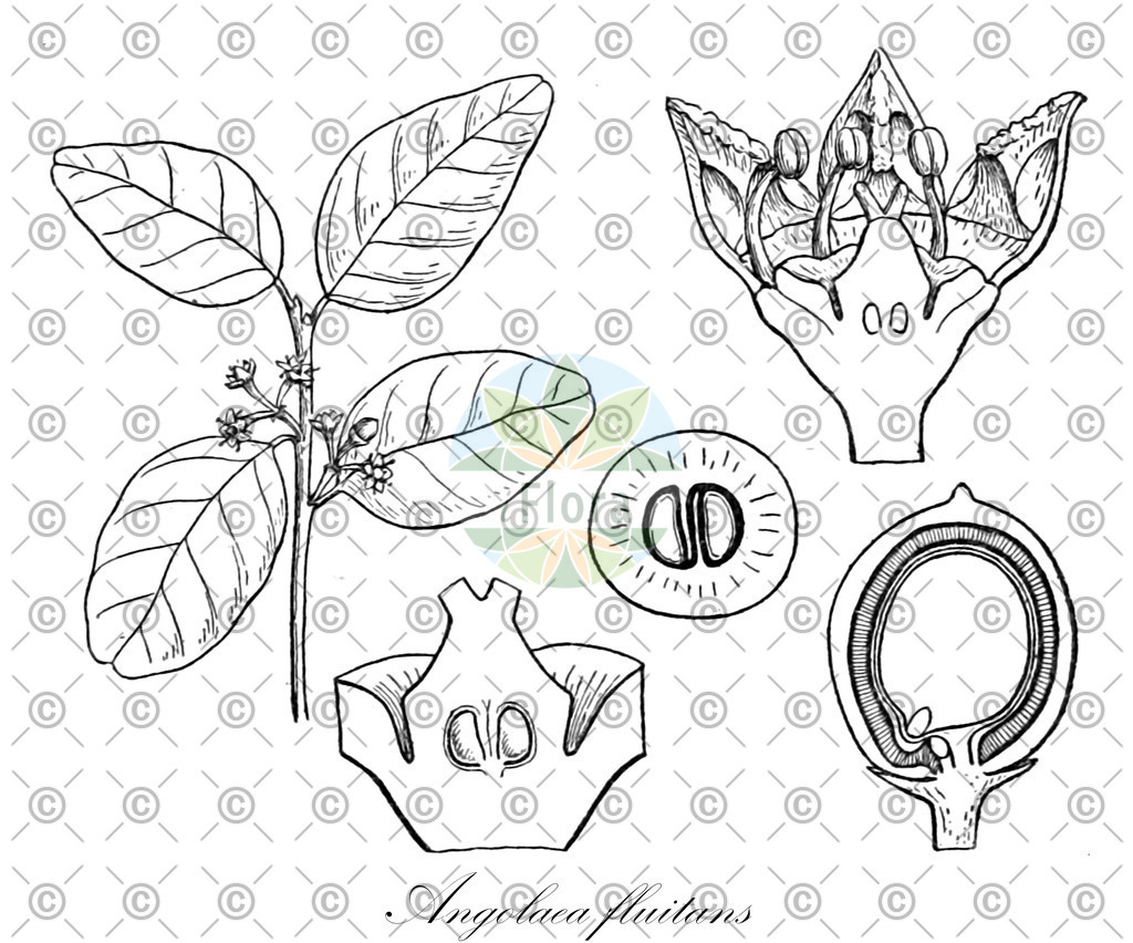 HistAbb_wfo-0000536542_247_ENZY_Simple | Historische Abbildung von Angolaea fluitans - Podostemaceae | Historical Illustration of Angolaea fluitans - Podostemaceae