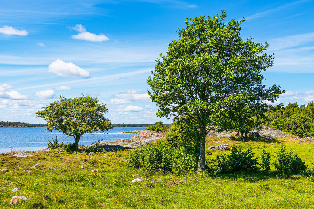 Ostseeküste mit Bäumen auf der Insel Sladö in Schweden | Ostseeküste mit Bäumen auf der Insel Sladö in Schweden.