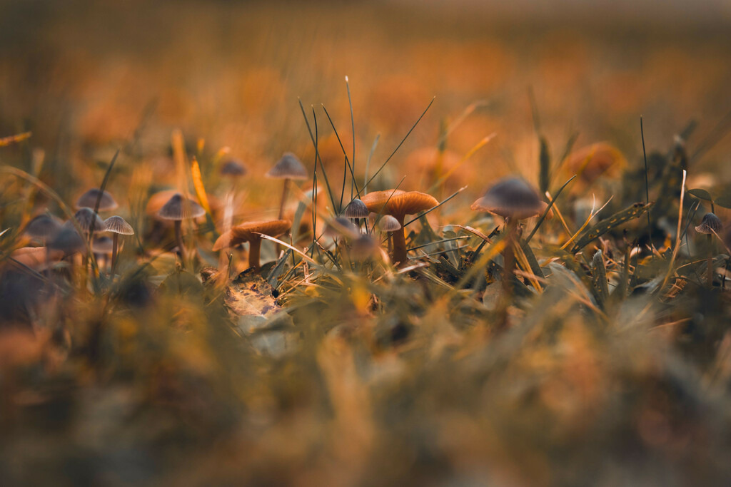 DSC03280-lightroom | Fotografie, Dresden, Marcus Wagner, Landschaftsfotografie, Tierfotografie, Architekturfotografie - Realisiert mit Pictrs.com