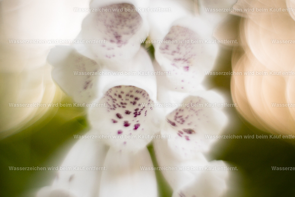 Unschuldige Reinheit | Die Botschaft zum Bild lautet: So rein ist deine Seele, so zart und so klar, so gespannt ist deine Seele in diesem Leben, und sie ist hier so nah. Sie möchte erleben, sie möchte sein, sie möchte feiern und tanzen, sie möchte bunt werden und behält dabei ihre Reinheit.