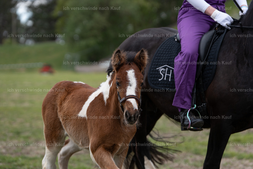 PI26_show_Jan_Picutures7C_05859.jpg | working equitationturnier fotograf videograf stoibphotography marixx film working equitation deutschland reitsport turnierfotografie eventfotografie equestrian events