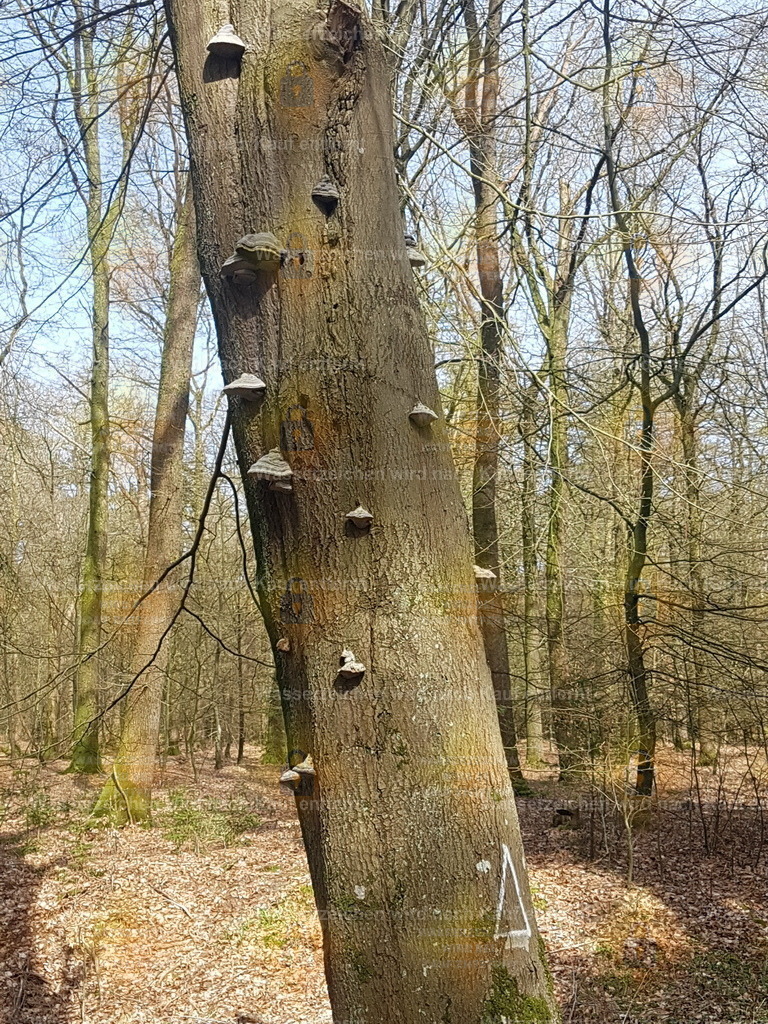 20220421_151056 | Fotoseite Wolkenblende - Das Hobby fotografieren begleitet mich schon  viele  Jahre. Auf den nächsten Seiten zeige ich ein paar Schnappschüsse der letzten Jahre und es kommen immer neue hinzu. Schau einfach mal rein. - Realisiert mit Pictrs.com