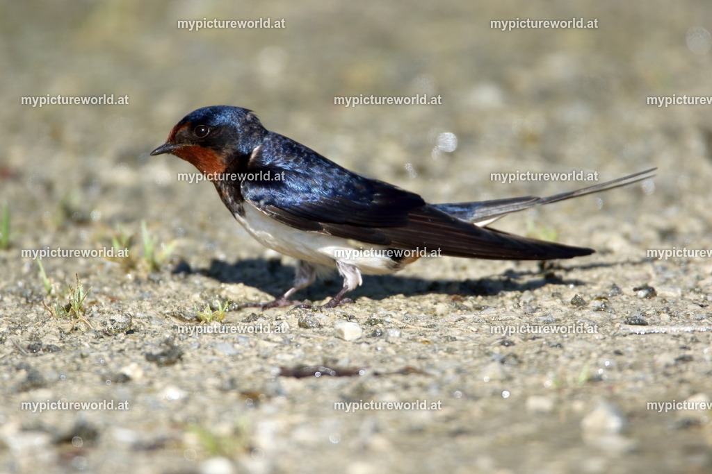 Rauchschwalbe-101 | Das Bilderarchiv über Tiere, Planzen und Landschaften. In der Bilddatenbank finden Sie ein große Auswahl an hochwertigen Bilder für Ihre Werbung - Realisiert mit Pictrs.com