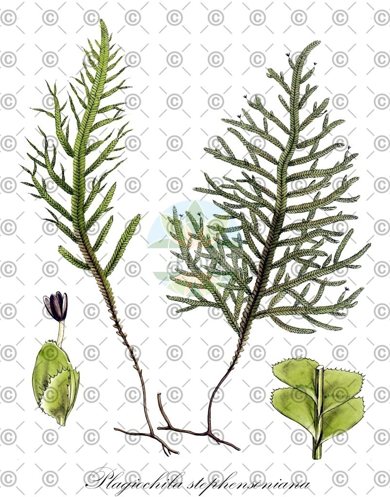 HistAbb_wfo-0001124395_1_ENZY_Simple | Historische Abbildung von Plagiochila stephensoniana - Plagiochilaceae | Historical Illustration of Plagiochila stephensoniana - Plagiochilaceae
