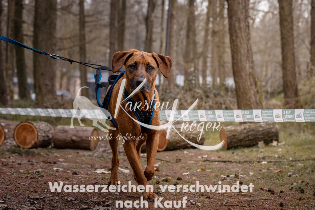 1612_ZZ93086 | kk-dogfotos