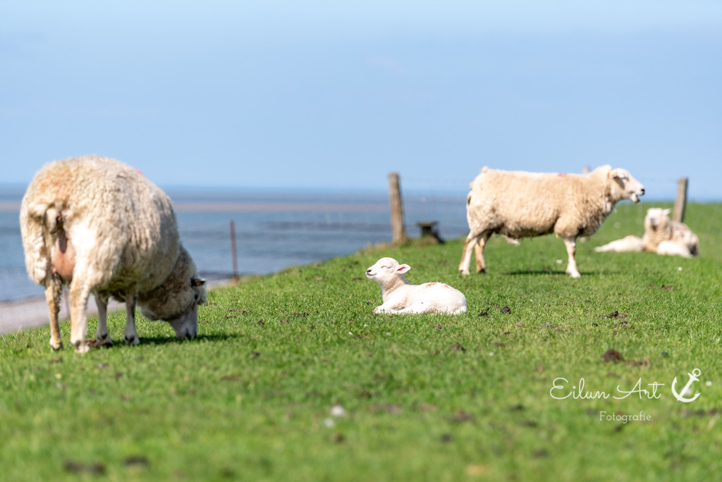 20250424-EAF_8106 | Eilun-Art-Fotografie Levke Martens, ihre Fotografin für Immobilien- und Landschaftsfotografie auf Föhr, Föhrer Motive als Poster, Leinwand, hinter Acrylglas oder stelle dir deinen eigenen Monatskalender zusammen, mit nur einem Klick