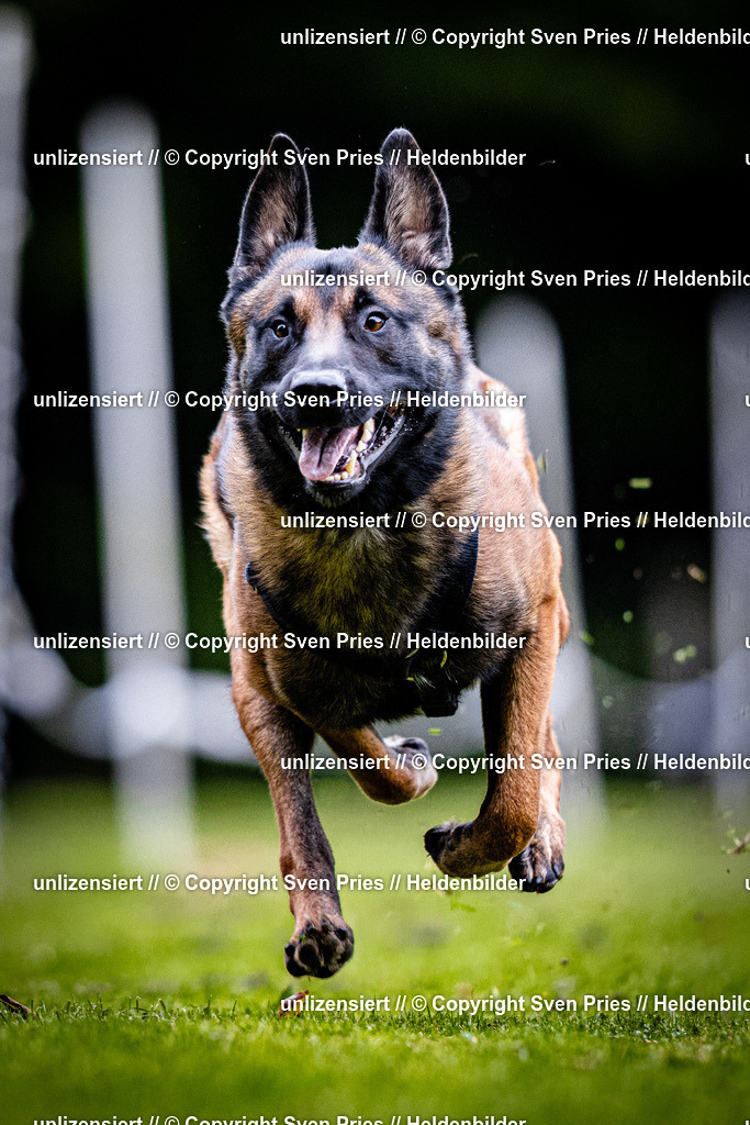 Sven Pries | 2025-10-03 - Hunderennen Obergrombach - Realisiert mit Pictrs.com