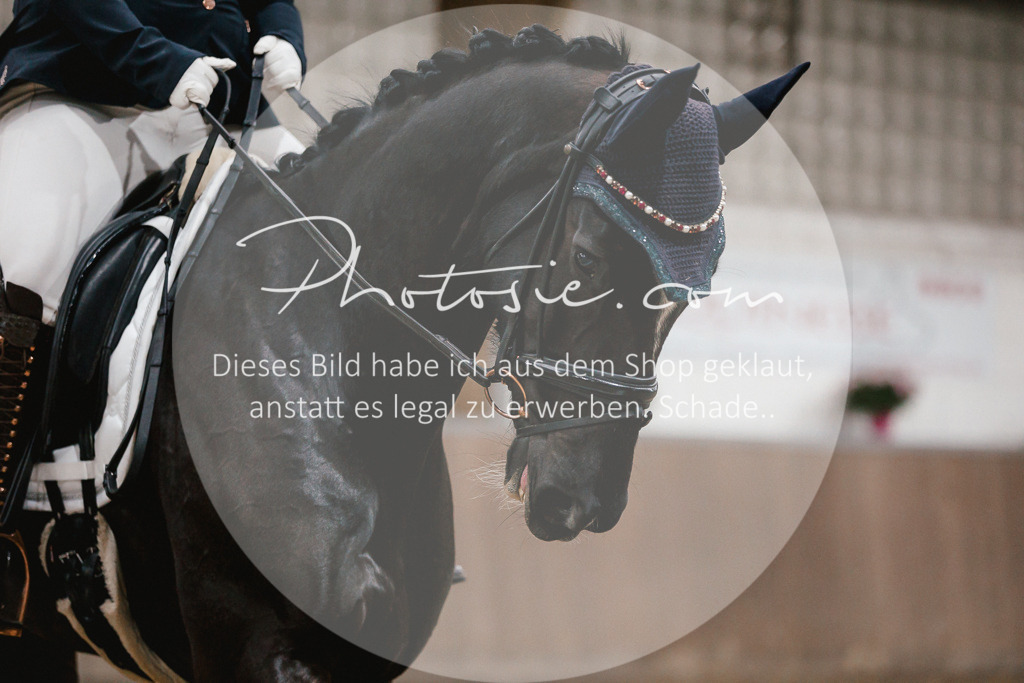 3I6A6015 | Stimmungsvolle Portraits und Reitsportfotografie im Ruhrgebiet und im Münsterland.

Pferdefotografie, Hundefotografie, Tierfotografie, Reportagen, Portraits von Tier und Mensch, Turnierfotografie in Bochum, Recklinghausen, Marl, Haltern am See, Dülmen.. - Realisiert mit Pictrs.com