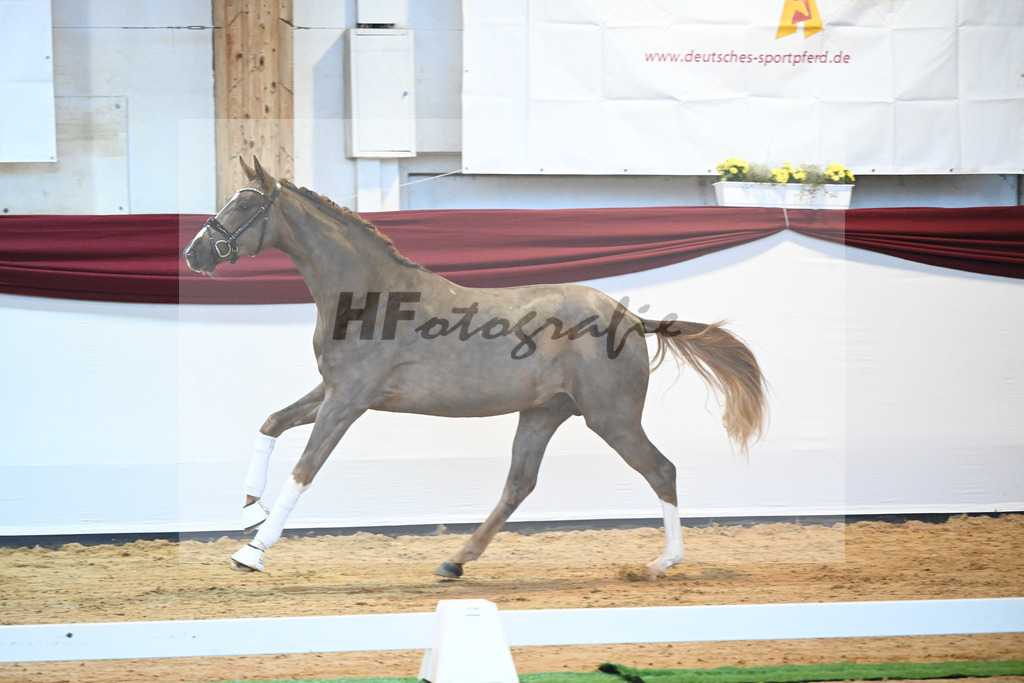 Kat-Nr. 4 v. Benicio_Galneder_66220046 | hf-fotografie - Realisiert mit Pictrs.com