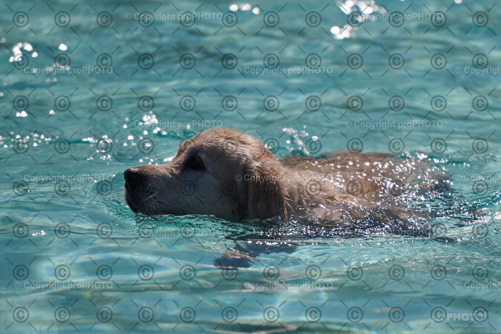 100_202509_4Hundebadetag_NZ9_2435 | proPHOTO - Realisiert mit Pictrs.com