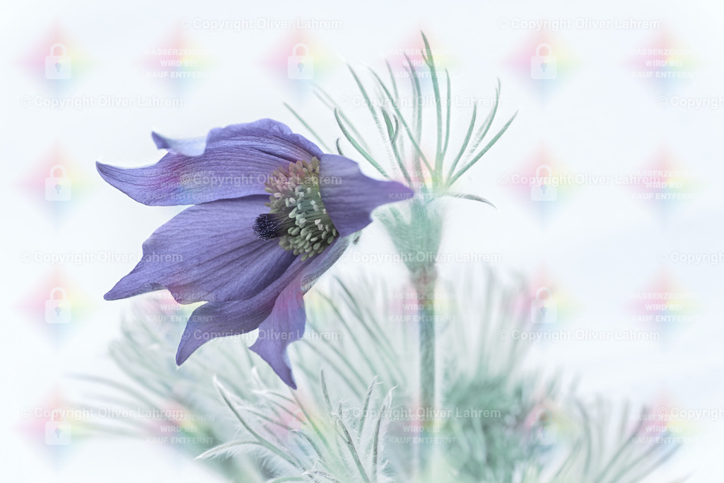 Die Kuhschelle mit Blauer Blüte | Die Kuhschelle ist ein klassischer Frühlingsblüher und ist vor allem in Berglandschaften beheimatet. Aber auch als Staude ist sie in vielen Gärten anzutreffen. In dieser Serie zeige ich diese zarte Blüte in einer High Key Variante, die so den Fokus alleine auf die schöne Blüte legt.