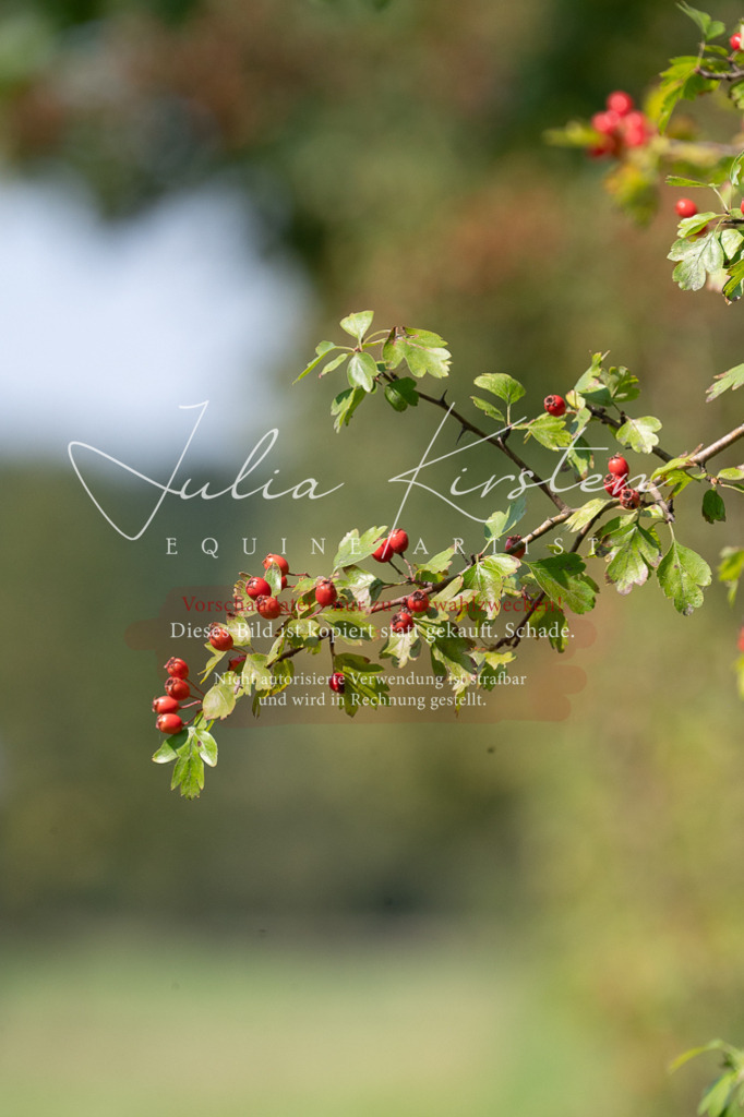 DSC_0751 | Pferde- und Turnierfotografie in Westsachsen. Pferdeportraits, Auftragszeichnungen und intuitive Kunst.