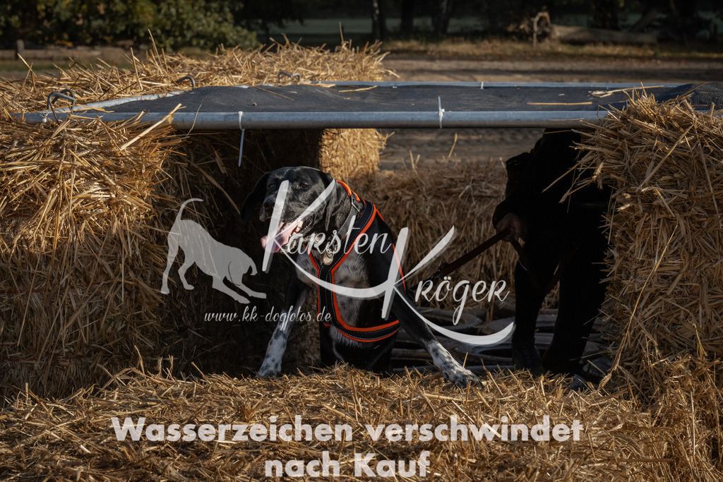 0955_ZZ95411 | kk-dogfotos